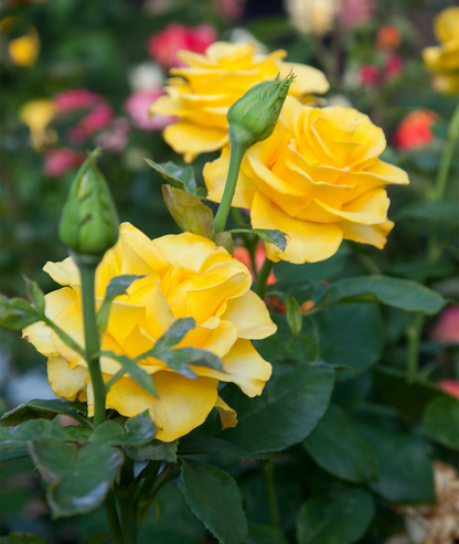 Rosa &