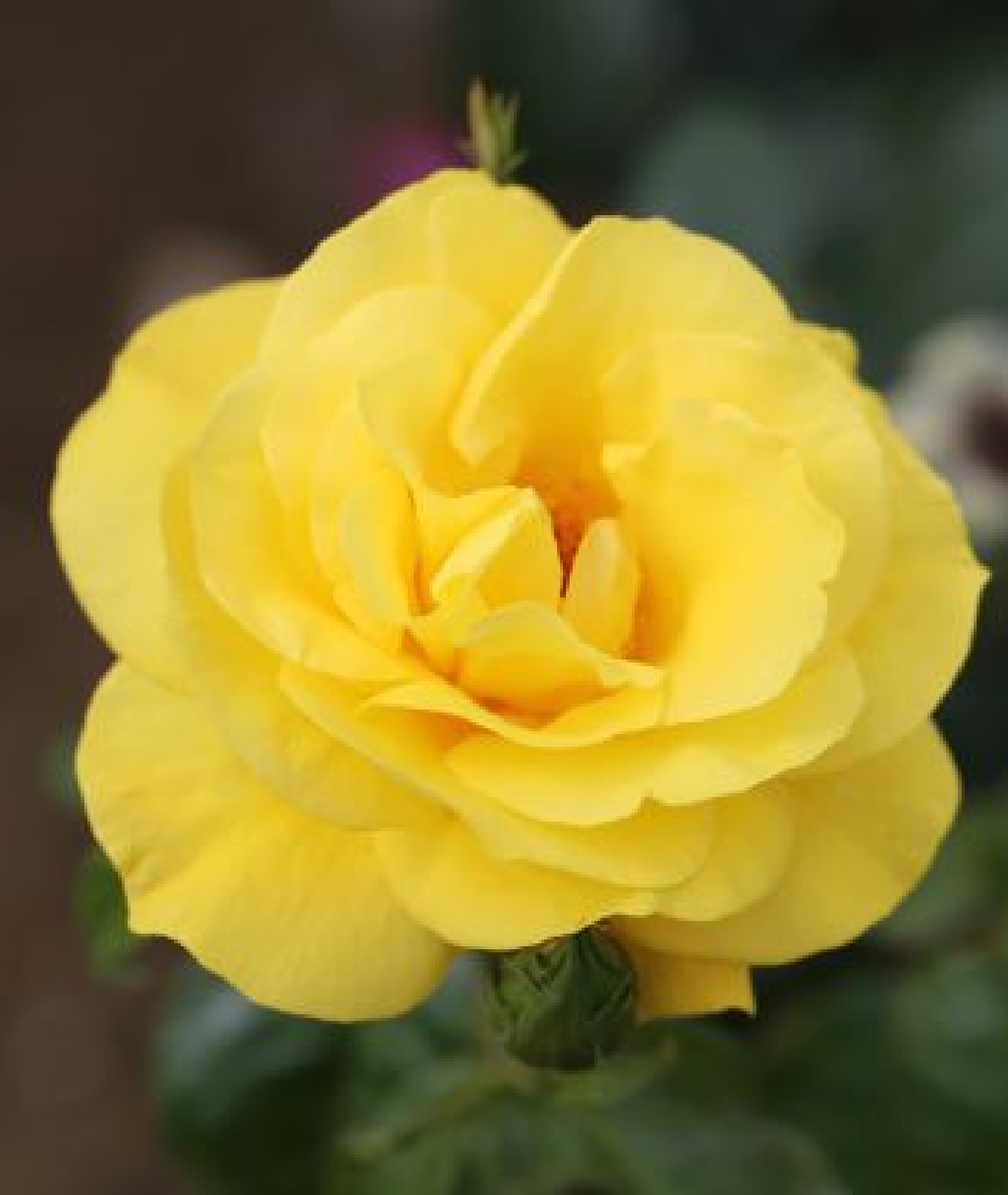 Rosa &