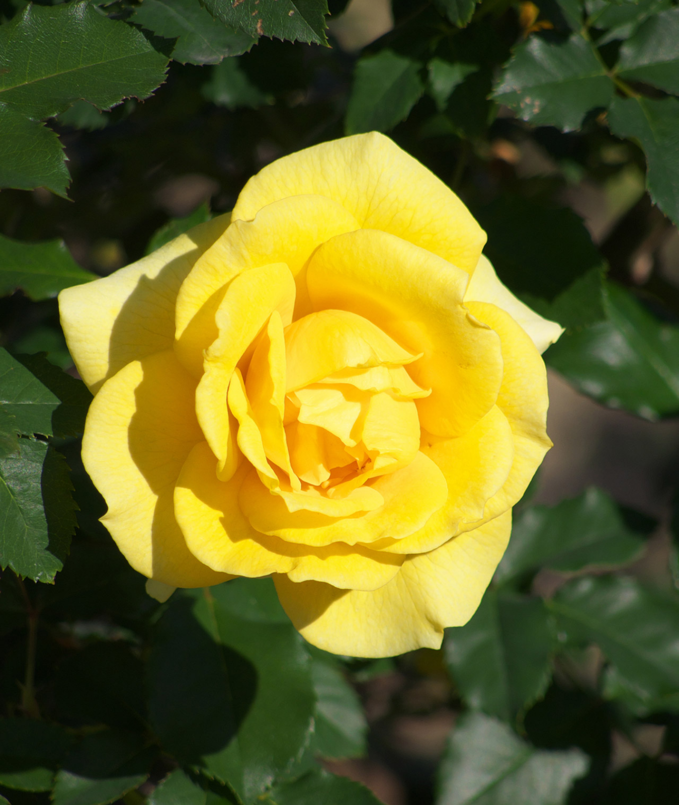 Rosa &