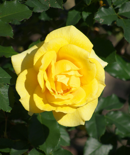 Rosa &