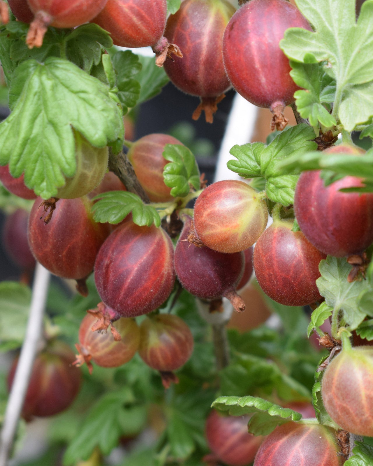 Gooseberry &
