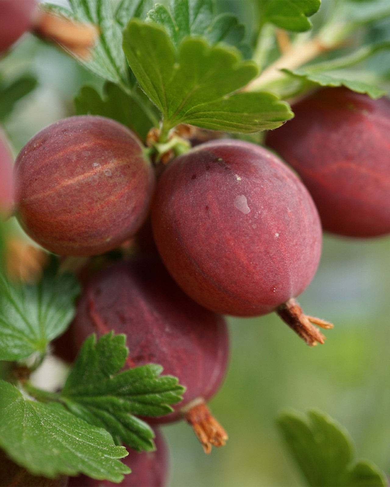 Gooseberry &