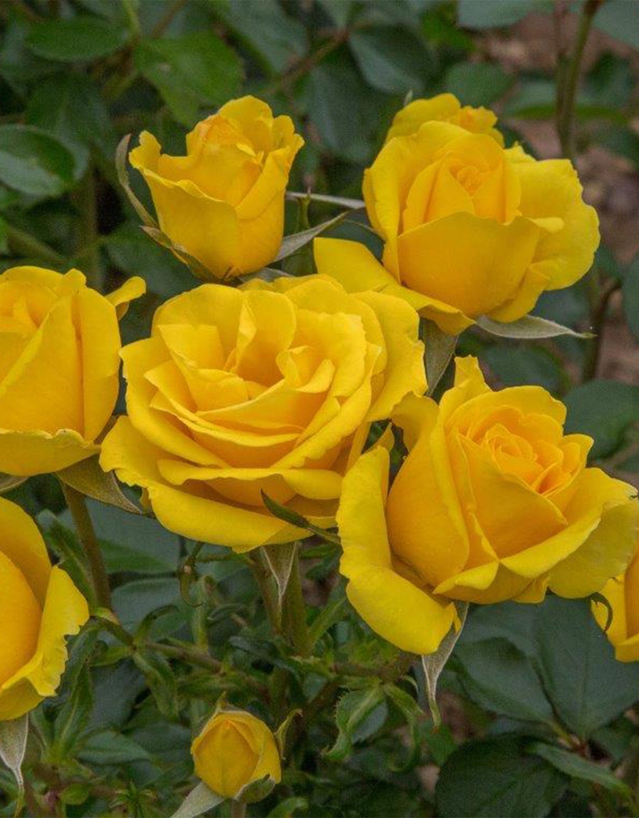 Rosa ‘Grandma’s Rose’