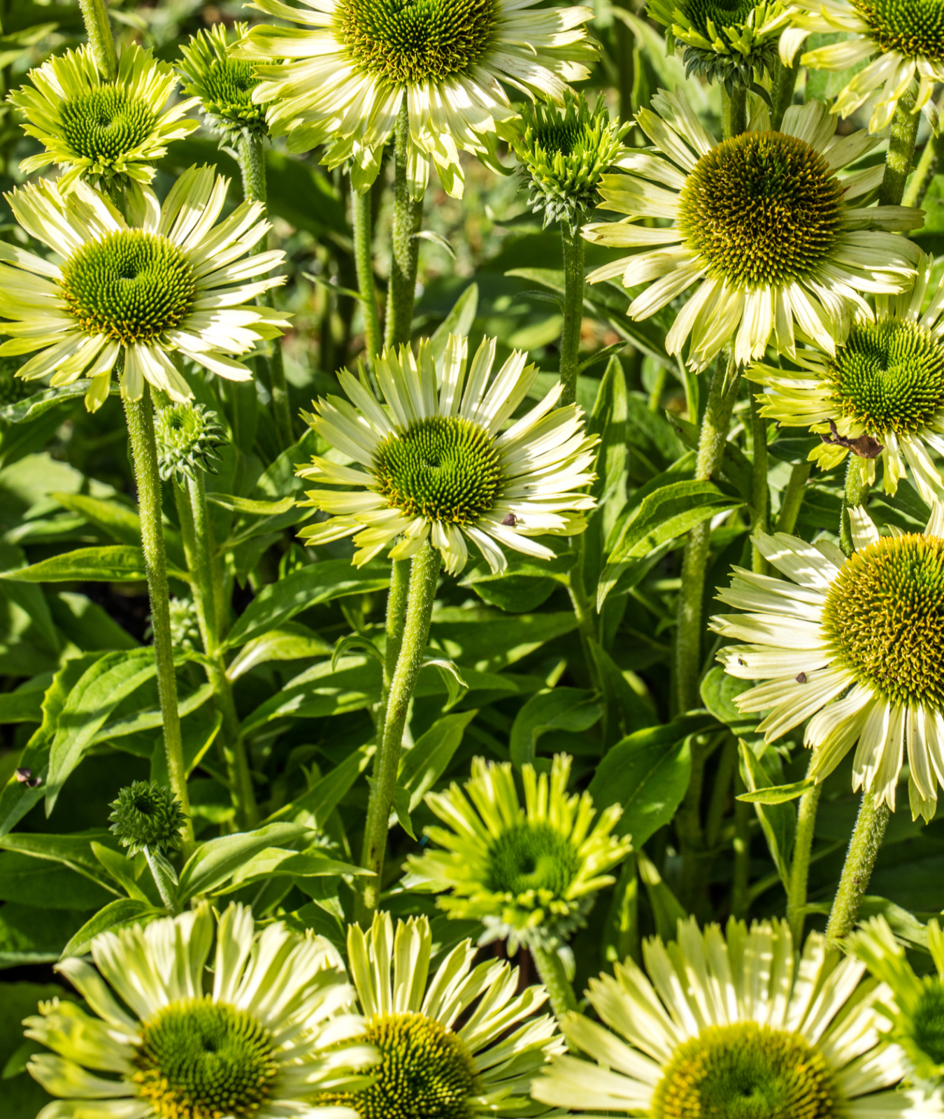Echinacea purpurea &