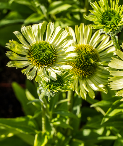 Echinacea purpurea &