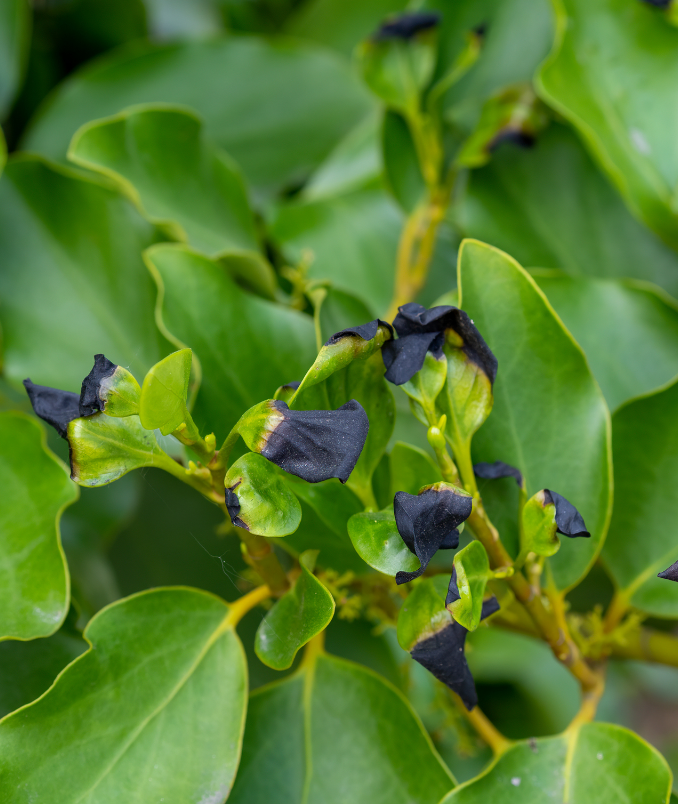 Griselinia littoralis