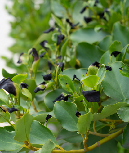 Griselinia littoralis