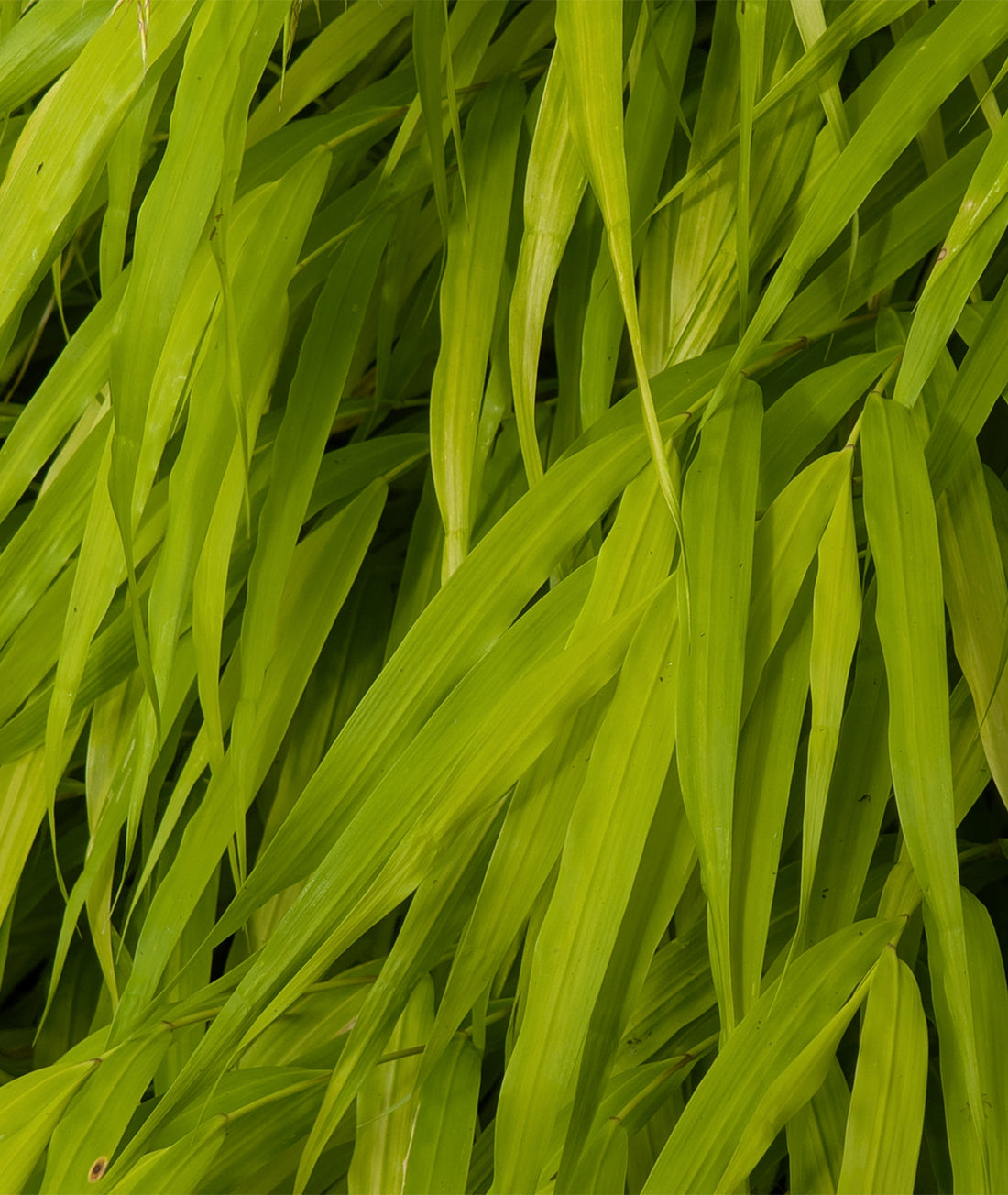 Hakonechloa macra