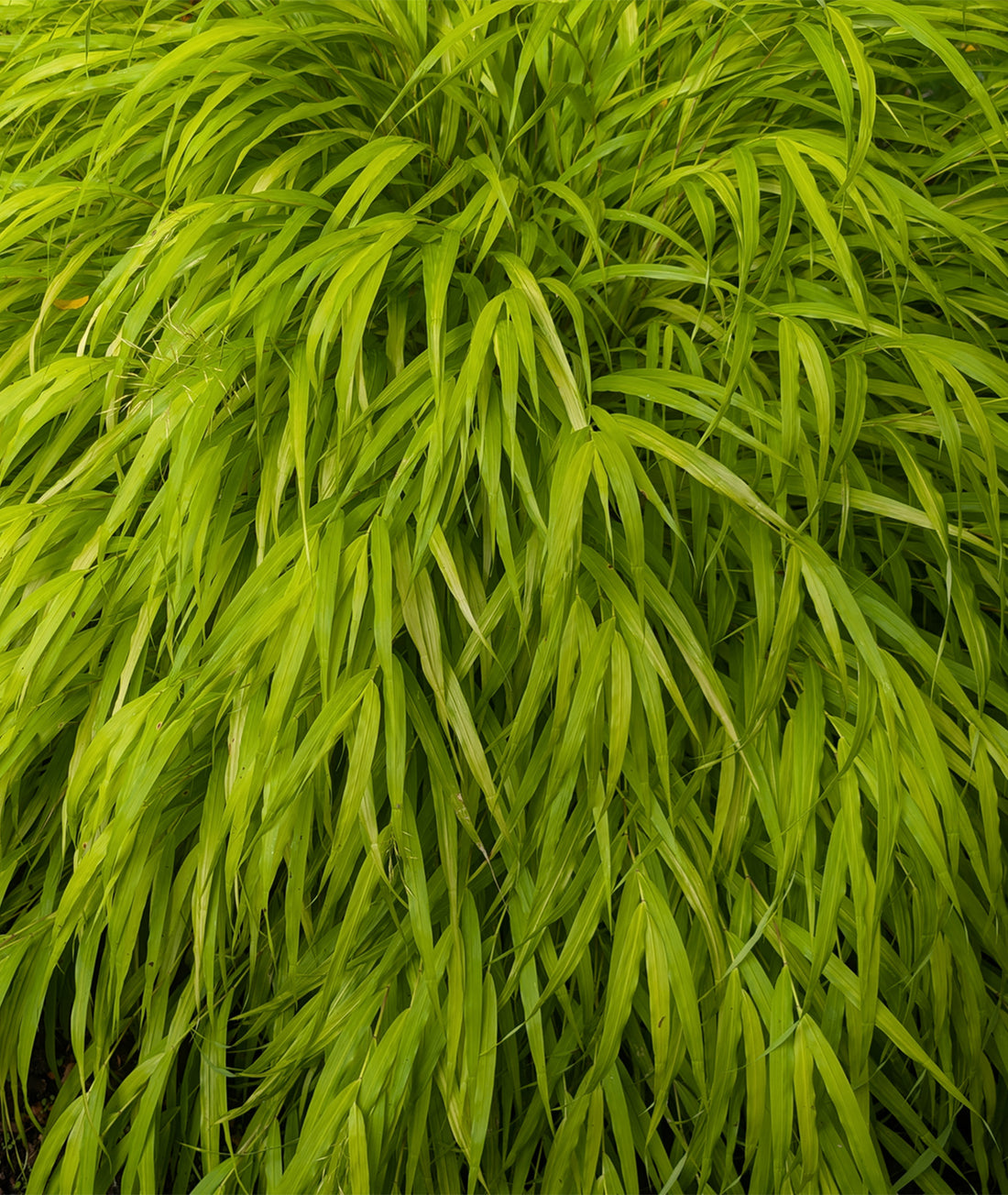Hakonechloa macra