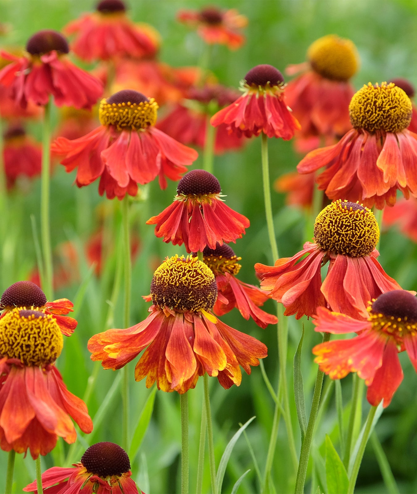 Helenium &