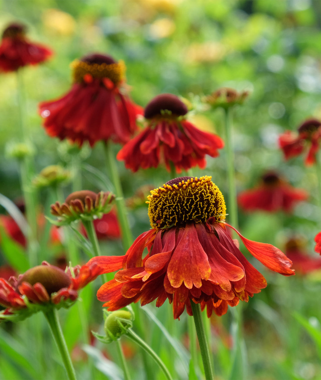 Helenium &