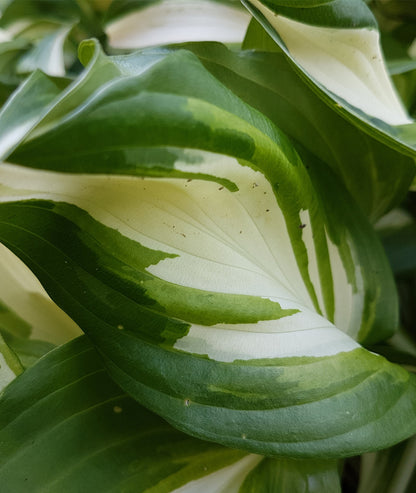 Hosta &