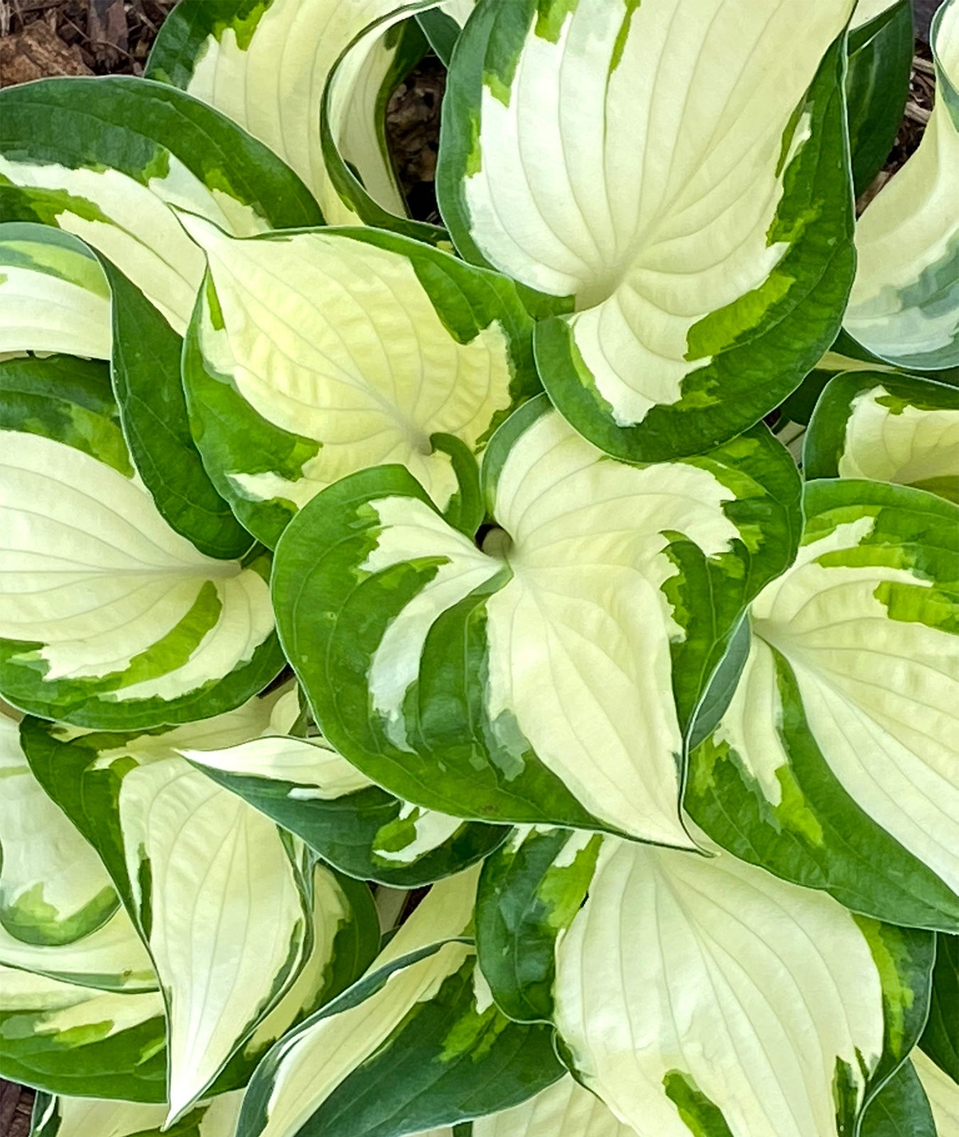 Hosta &