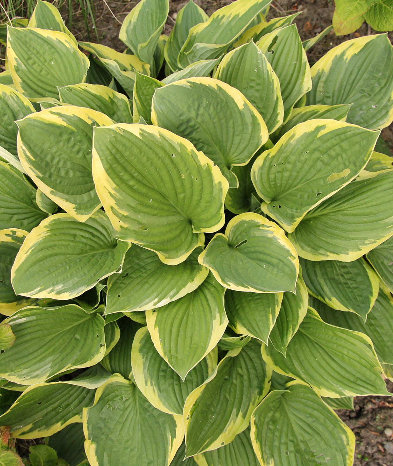 Hosta &