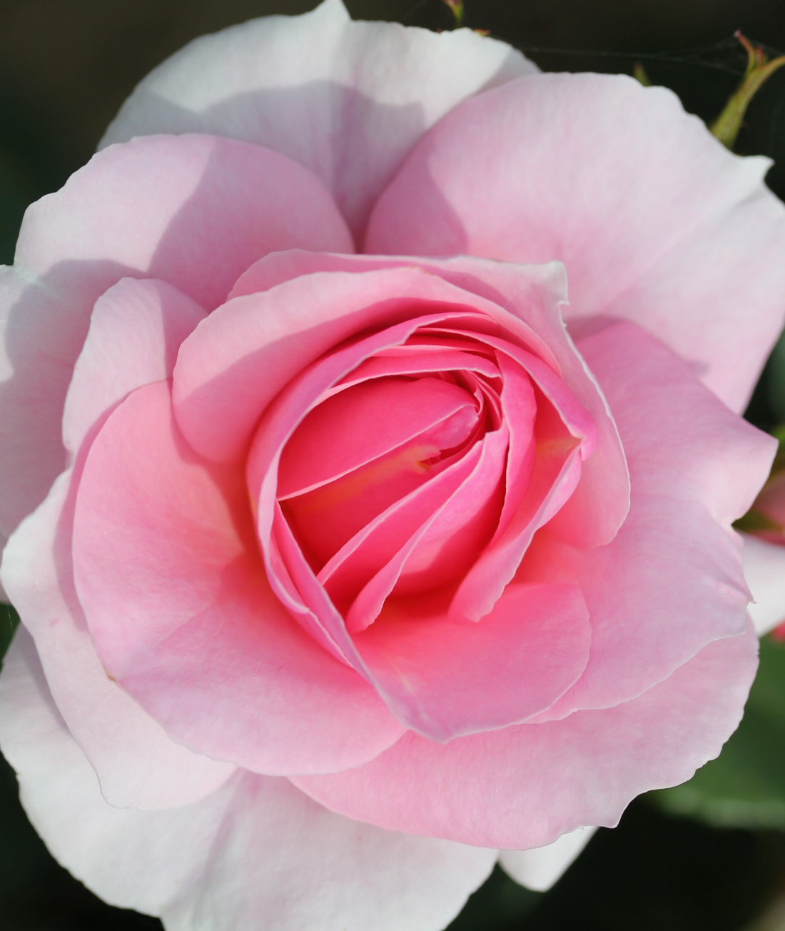 Gift Rose ‘Happy Silver Wedding’ 4.5L
