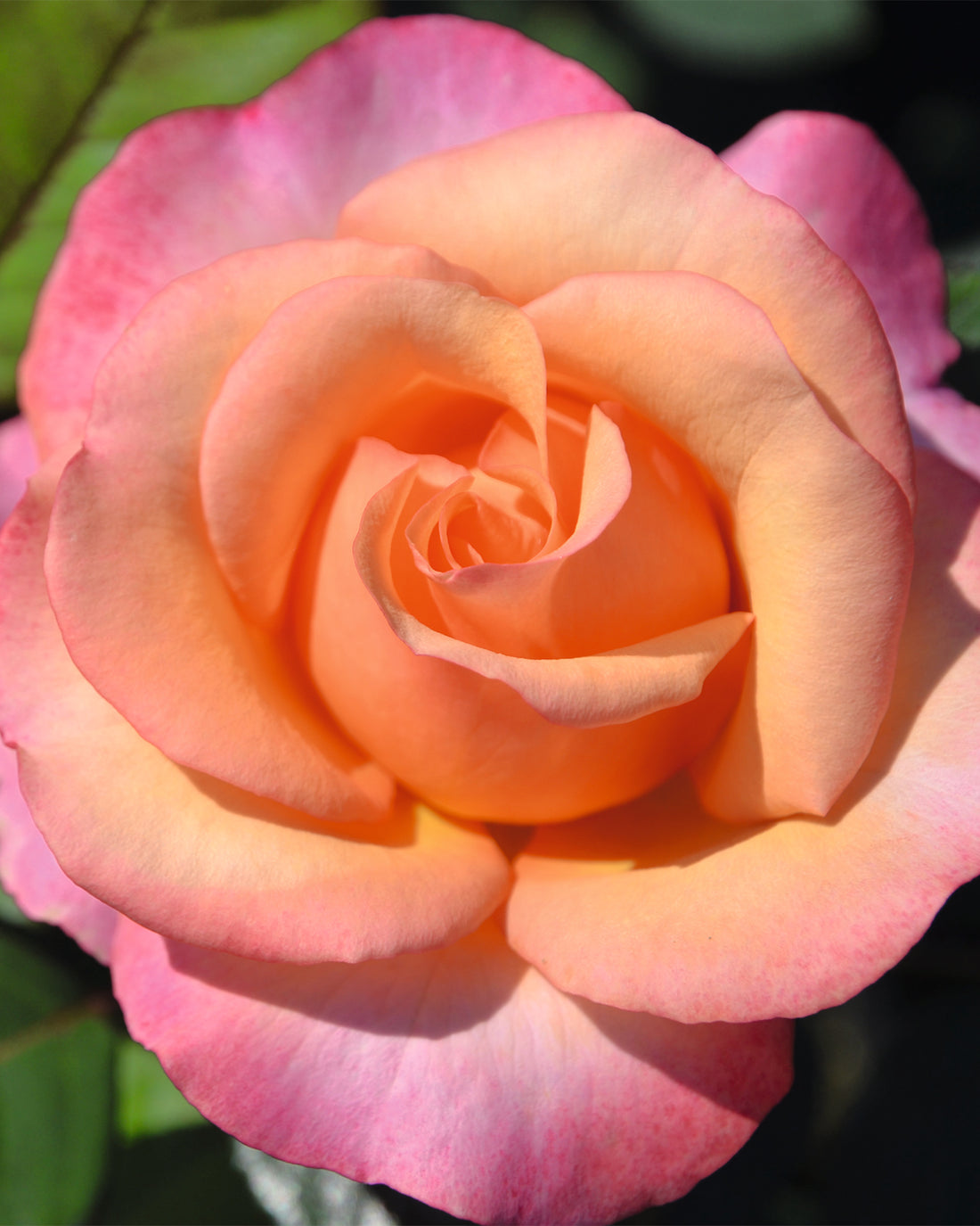 Rosa &