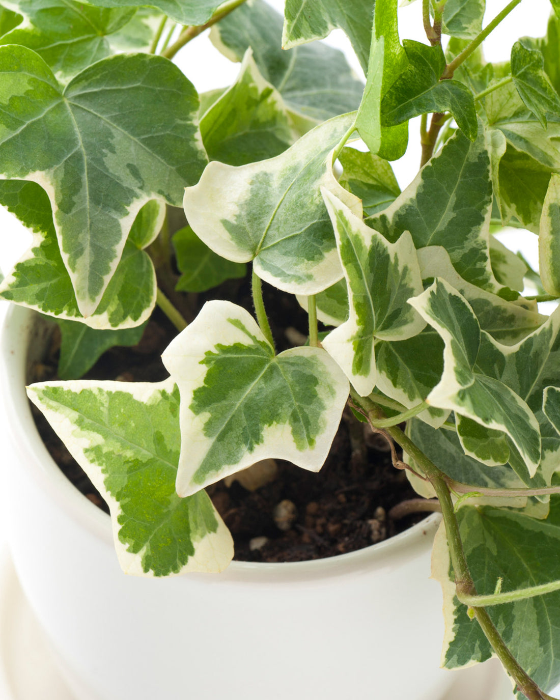 Hedera helix