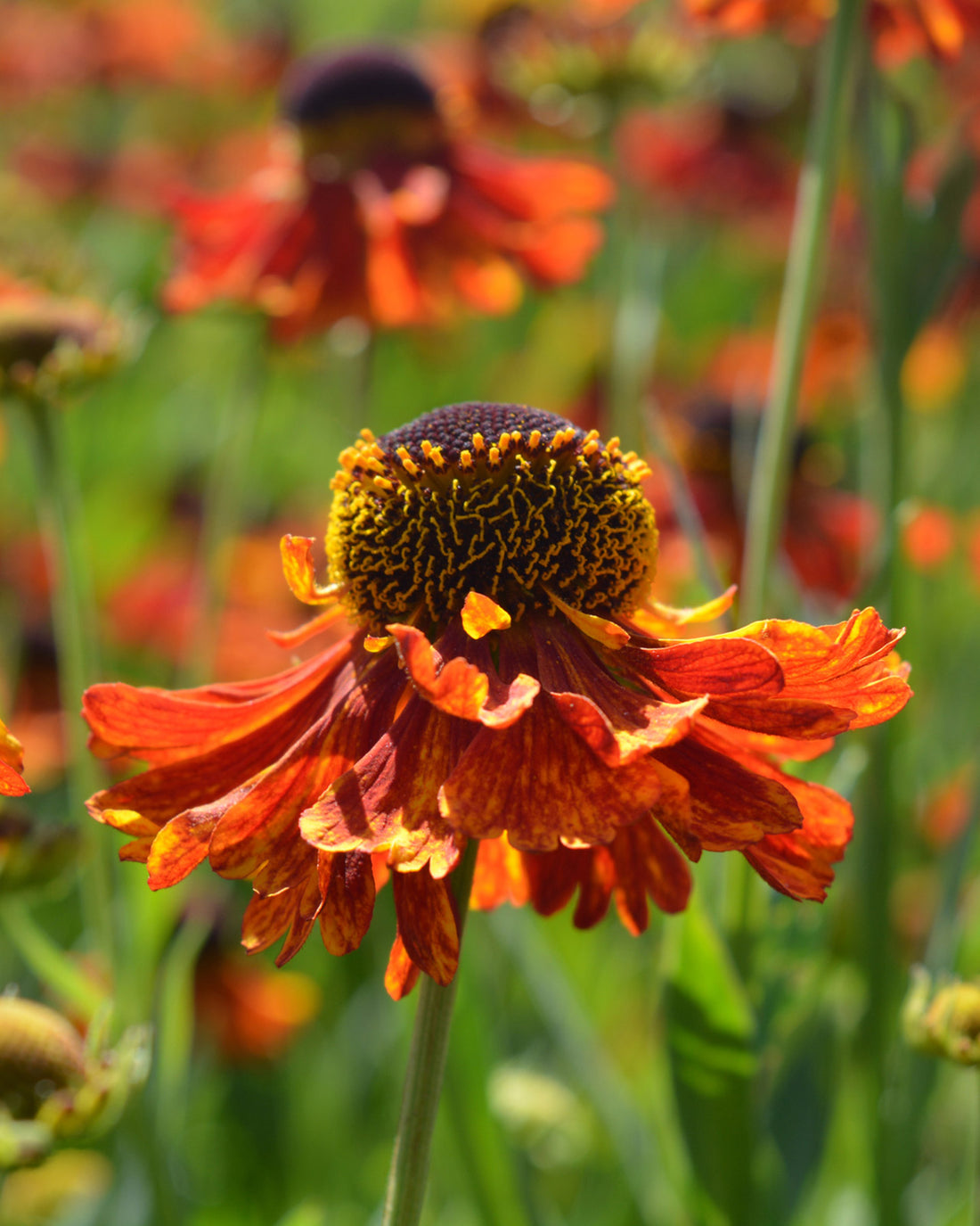 Helenium &
