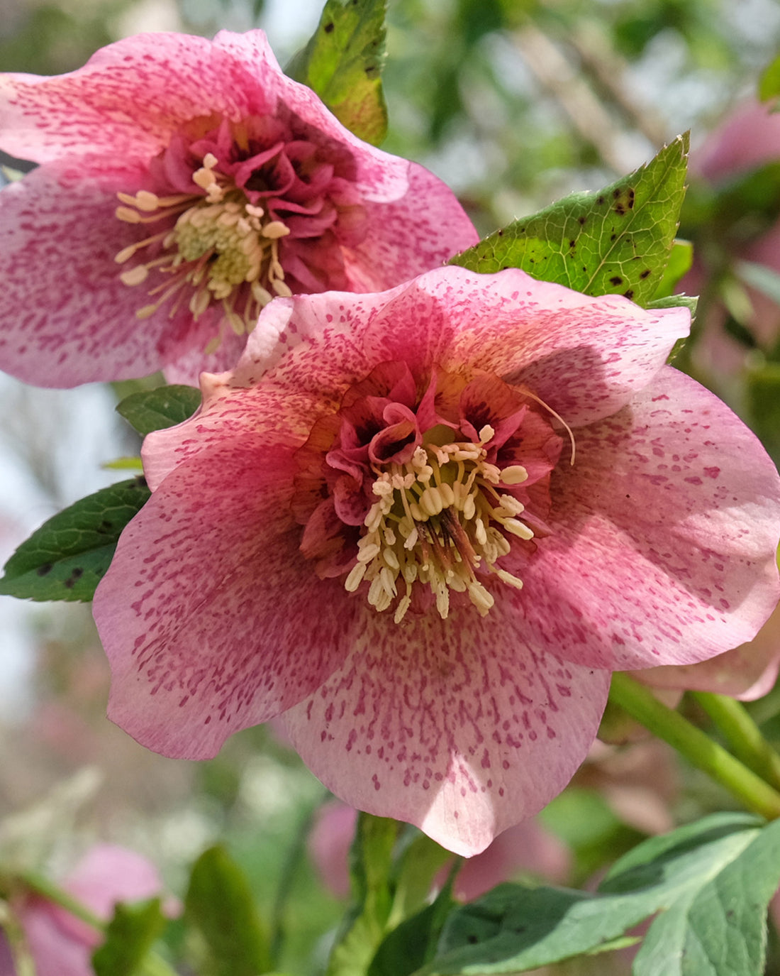 Helleborus × hybridus