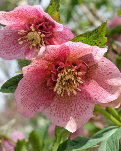 Helleborus × hybridus