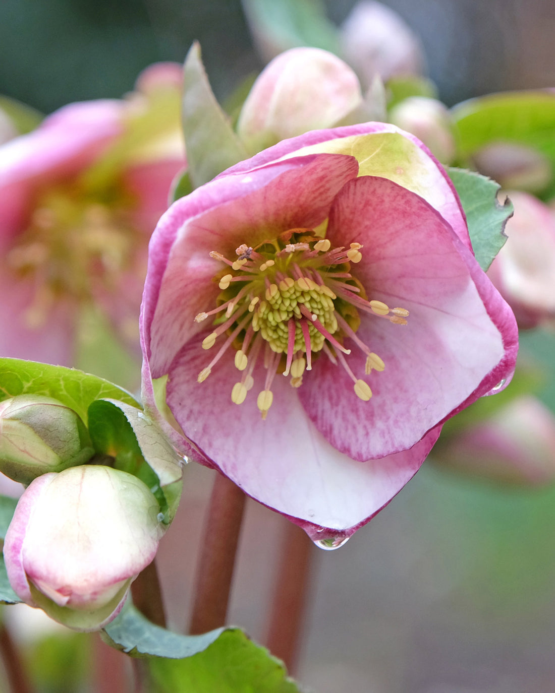 Helleborus × hybridus