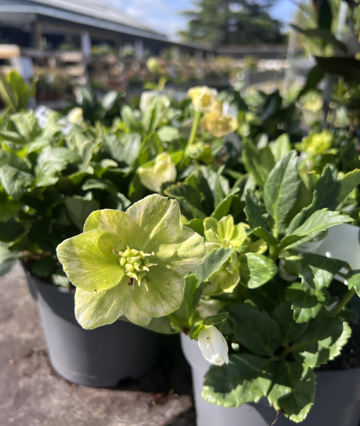 Helleborus &