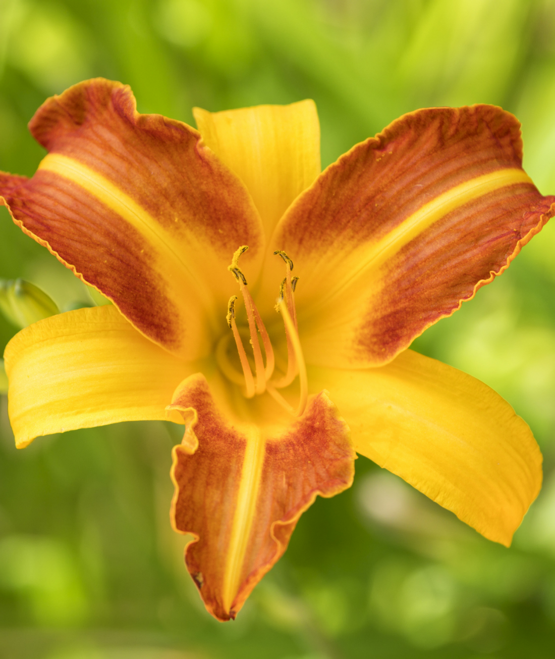 Hemerocallis &