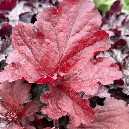 Heuchera &
