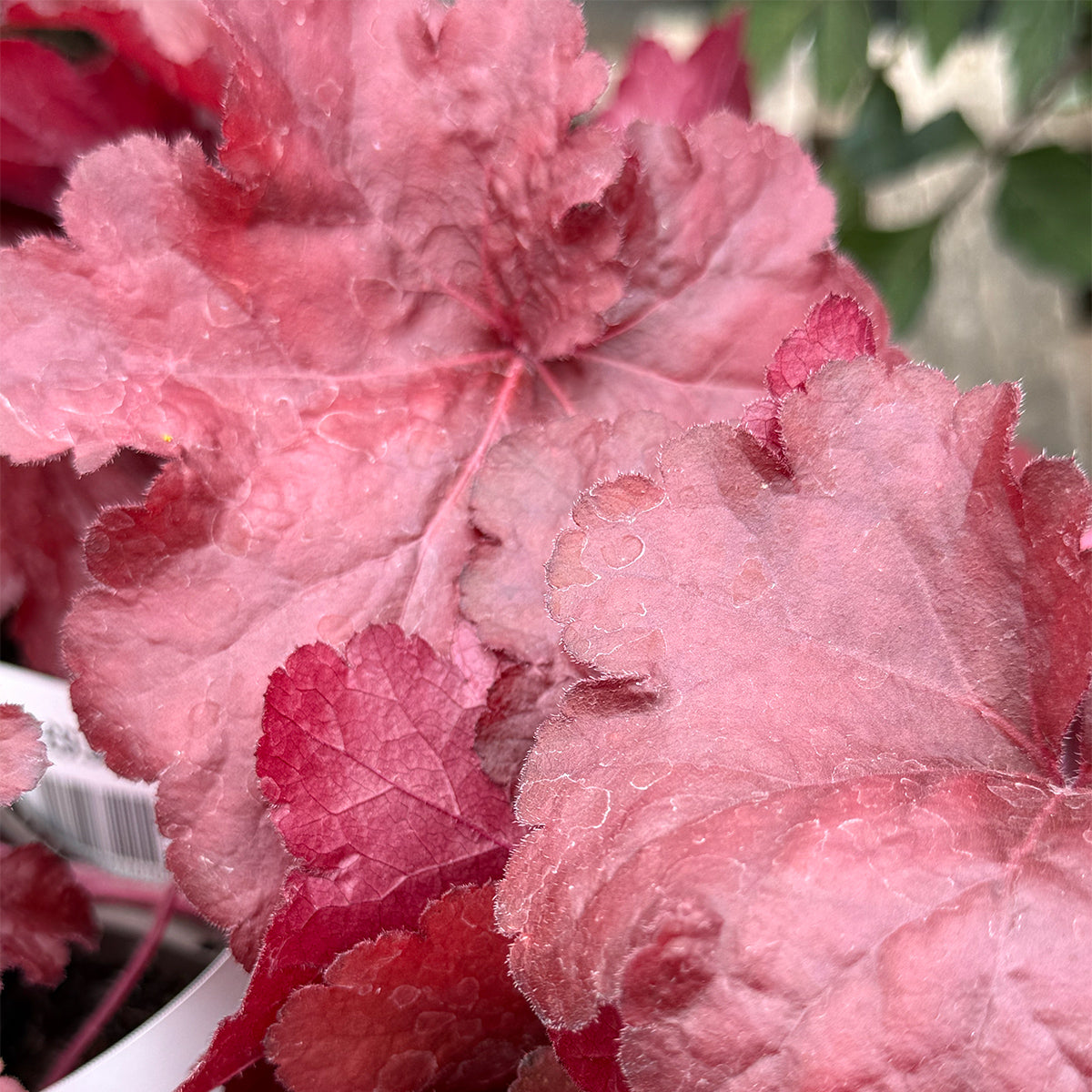 Heuchera &
