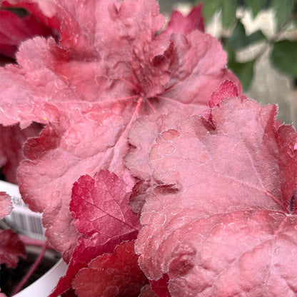 Heuchera &