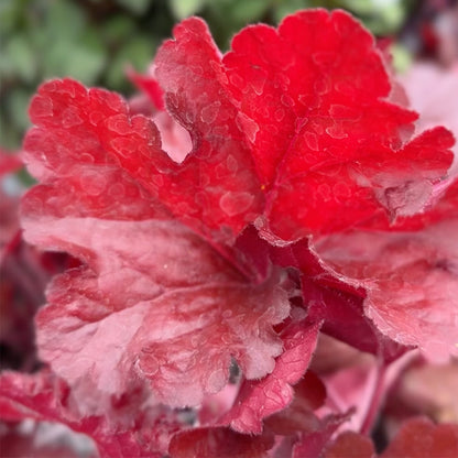 Heuchera &
