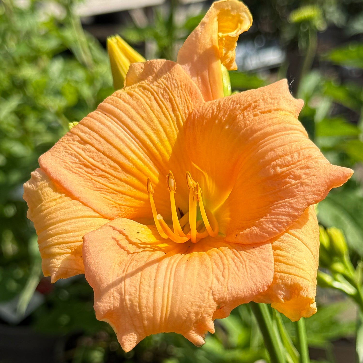 Hemerocallis &