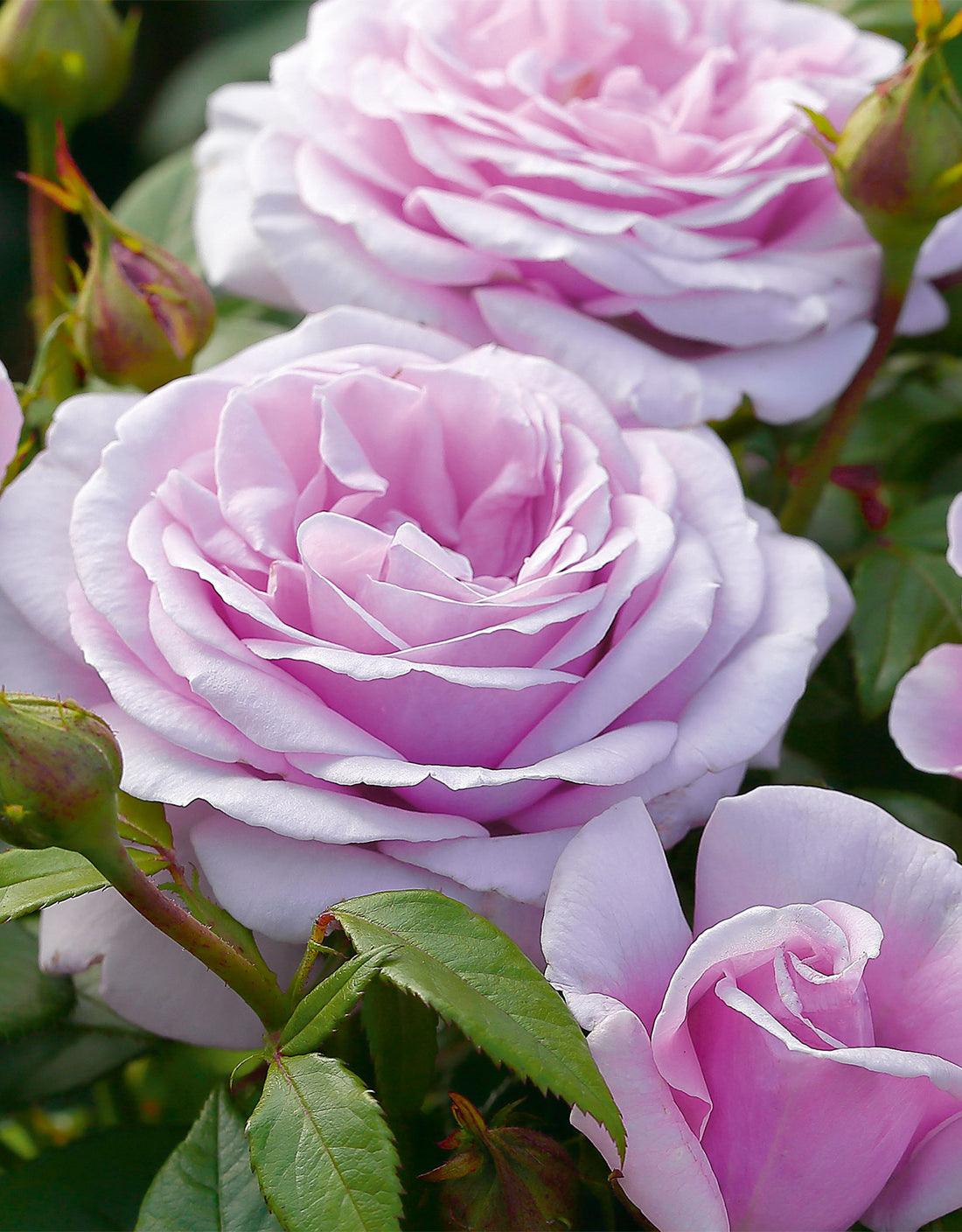 Rosa ‘Hopes &amp; Dreams’