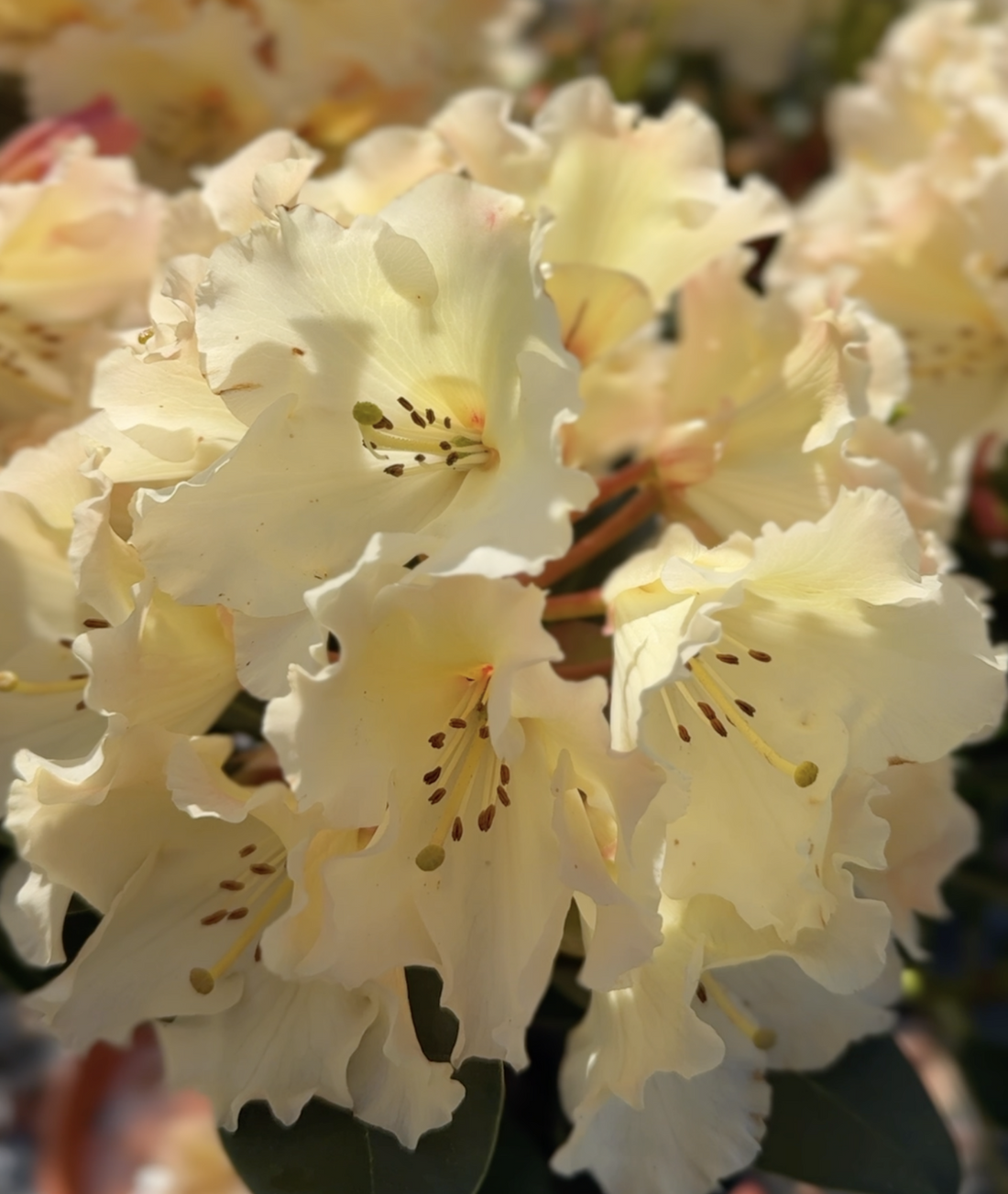 Rhododendron &