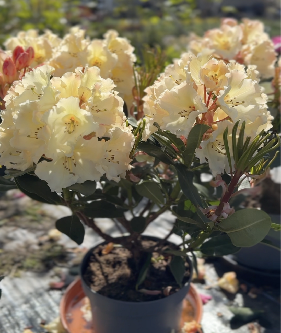 Rhododendron &
