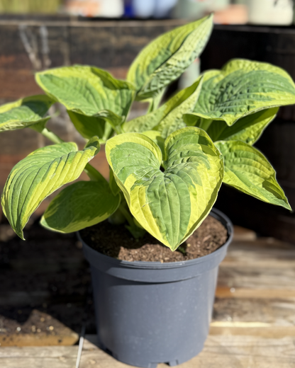 Hosta &