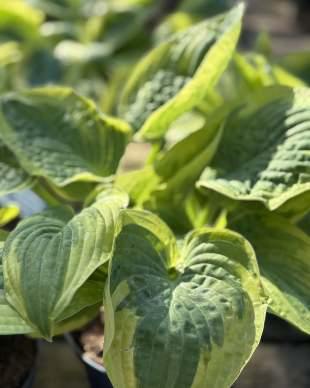 Hosta &