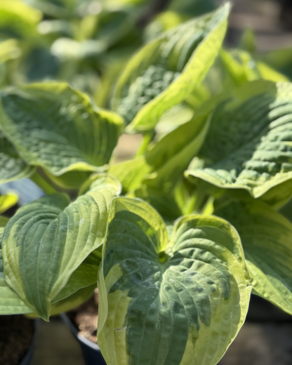 Hosta &