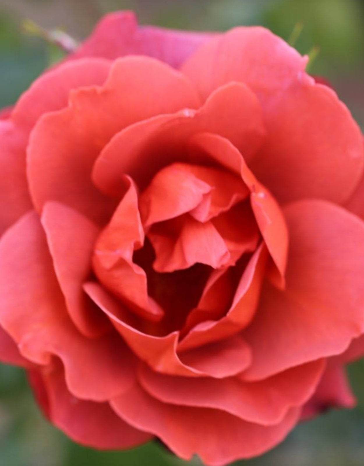 Rosa ‘Hot Chocolate’