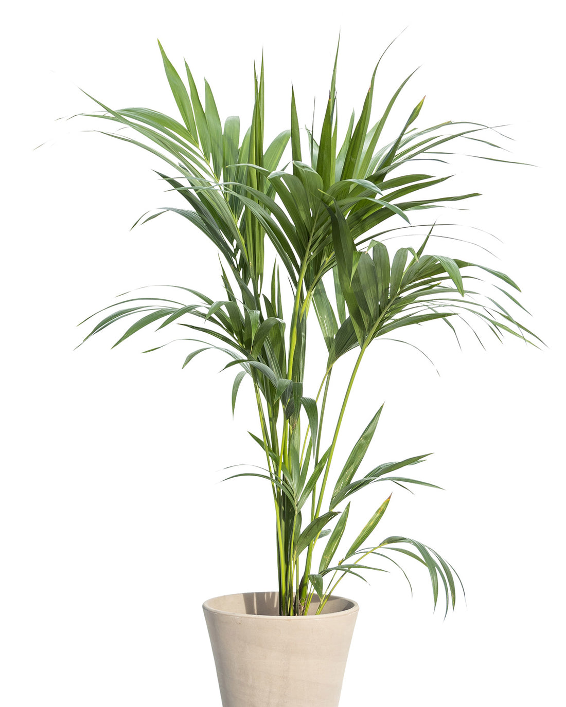 Howea forsteriana