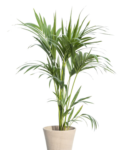 Howea forsteriana