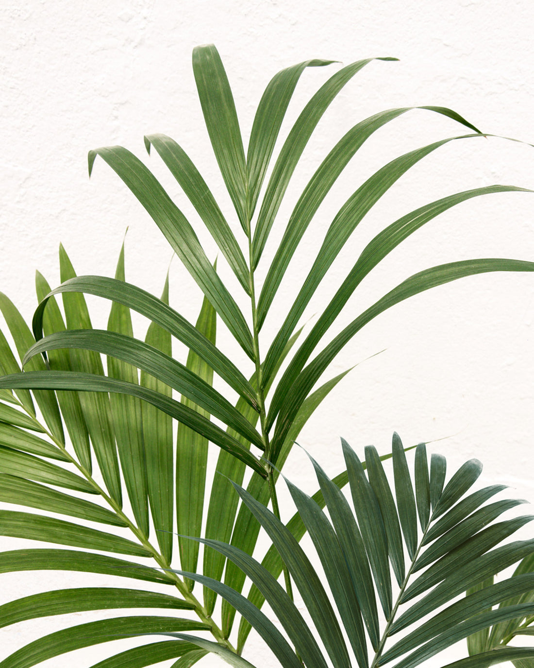 Howea forsteriana