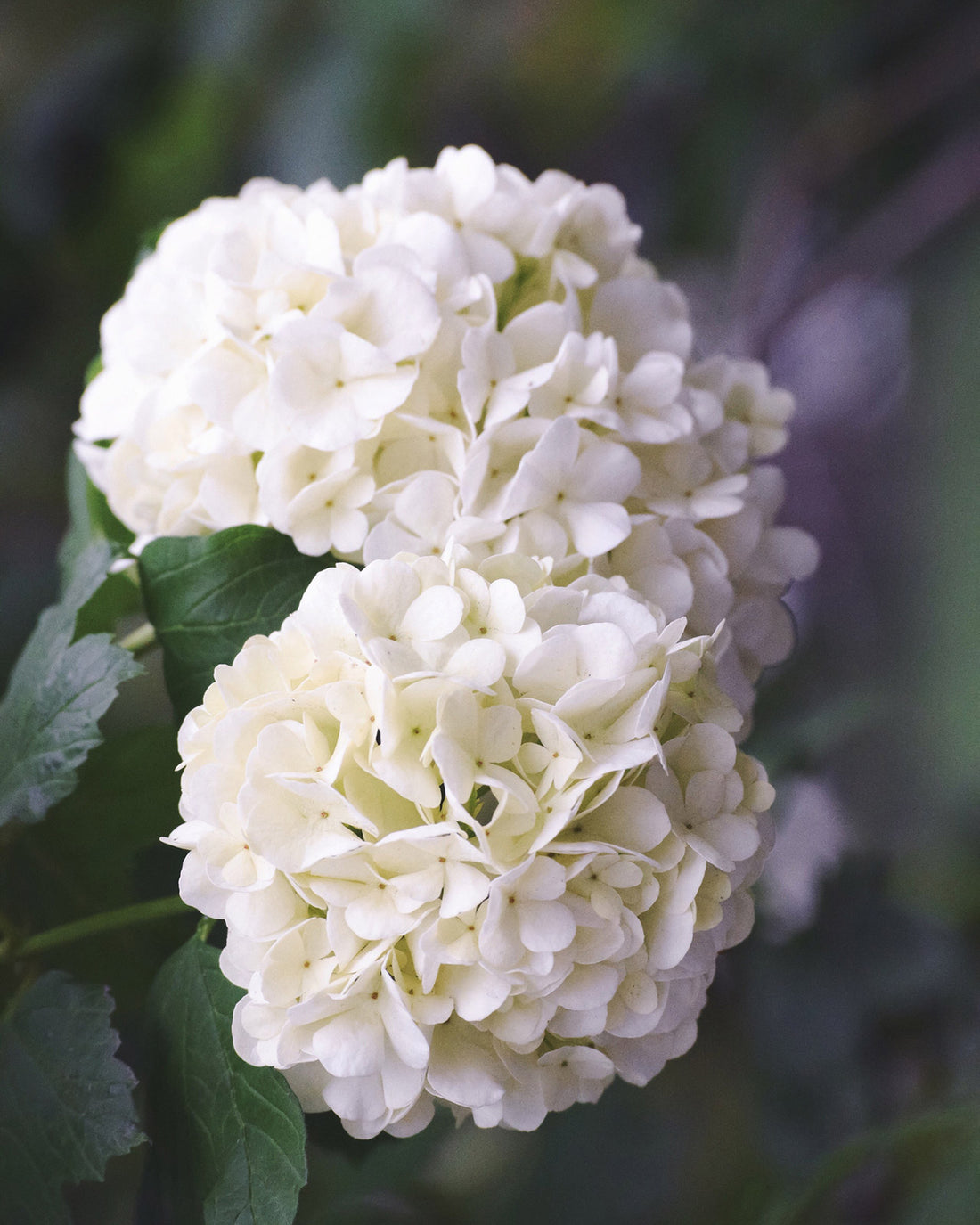 Hydrangea macrophylla &