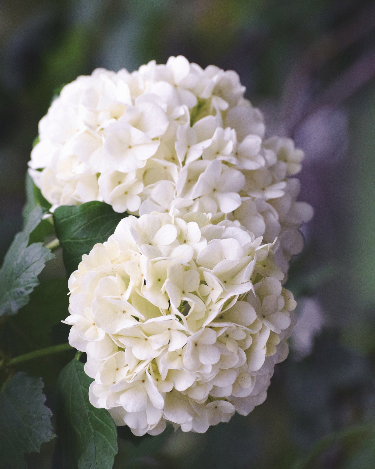 Hydrangea macrophylla &