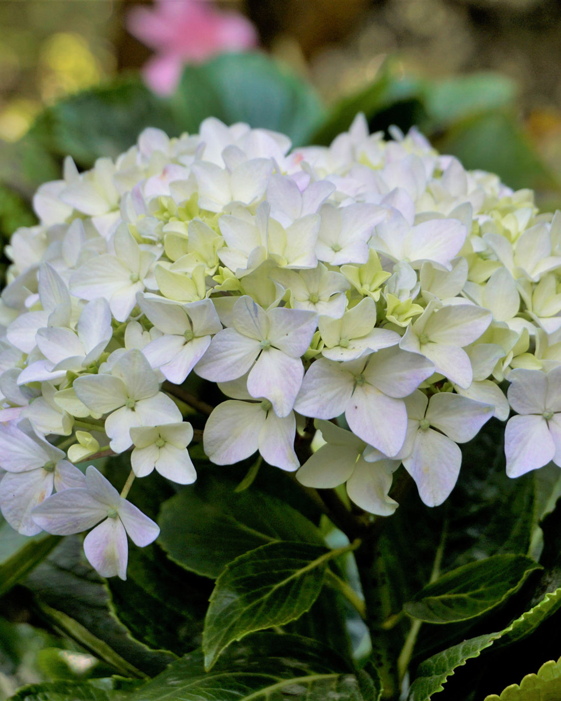 Hydrangea macrophylla &