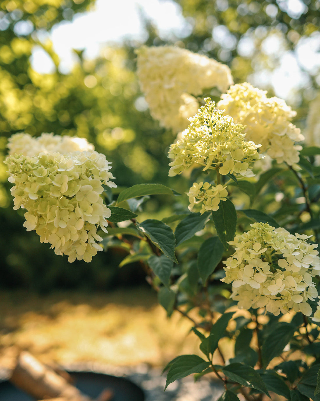 Hydrangea paniculata &