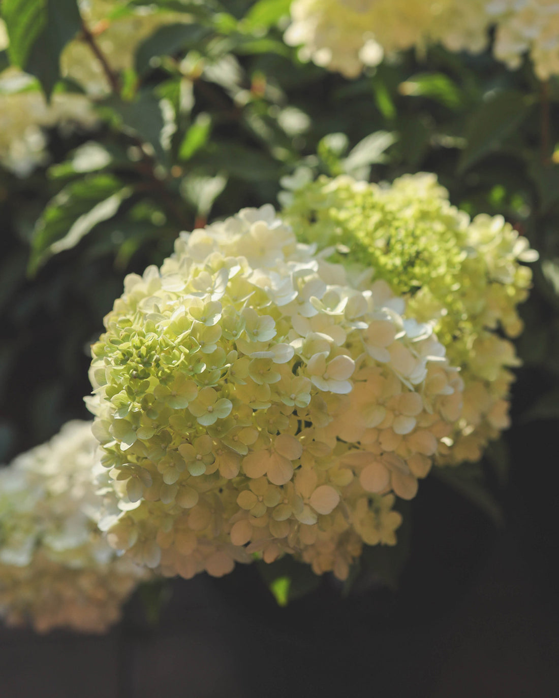Hydrangea paniculata &
