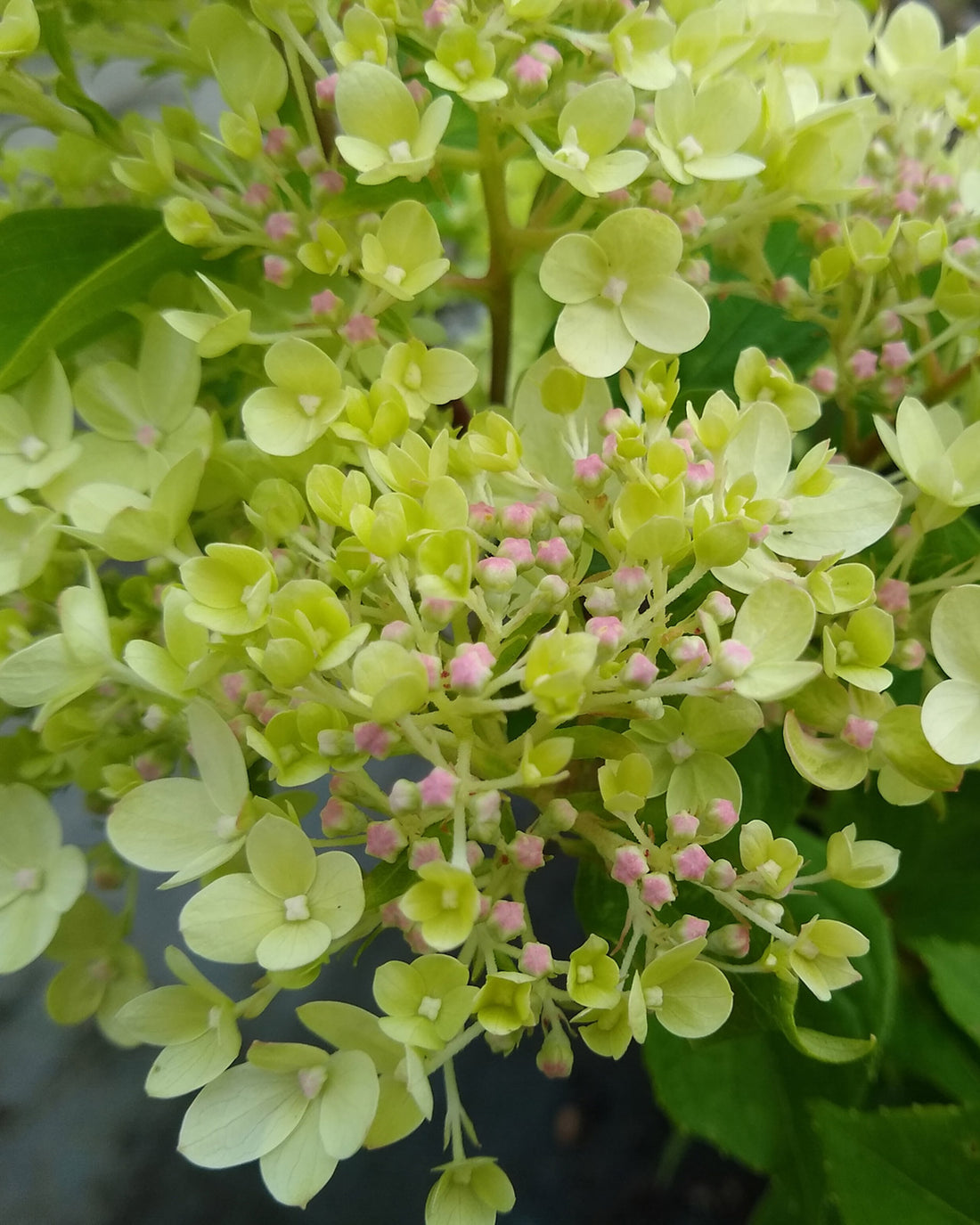 Hydrangea paniculata &
