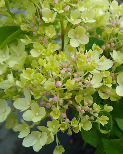 Hydrangea paniculata &