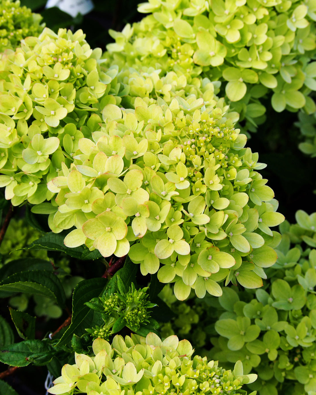 Hydrangea paniculata &
